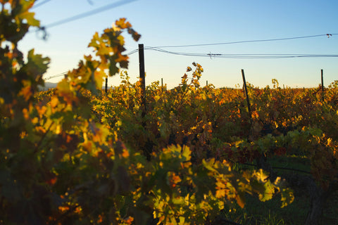 Vineyard rows at golden hour near Valencia, Spain